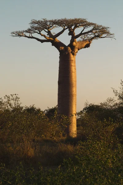Sonnenuntergang und Baobabs Bäume — Stockfoto