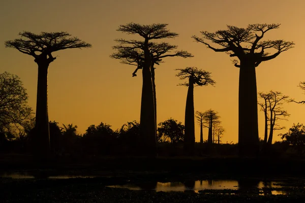 Sonnenuntergang und Baobabs Bäume — Stockfoto