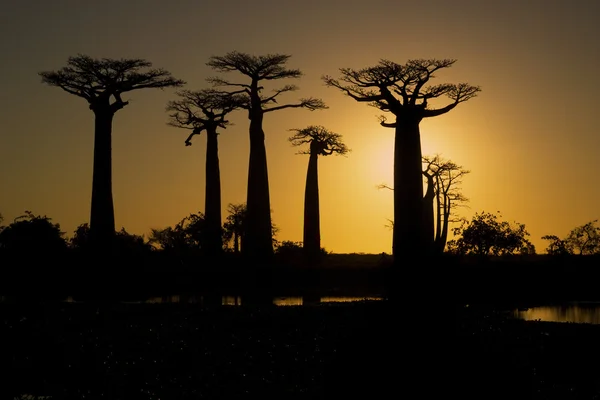 Sonnenuntergang und Baobabs Bäume — Stockfoto