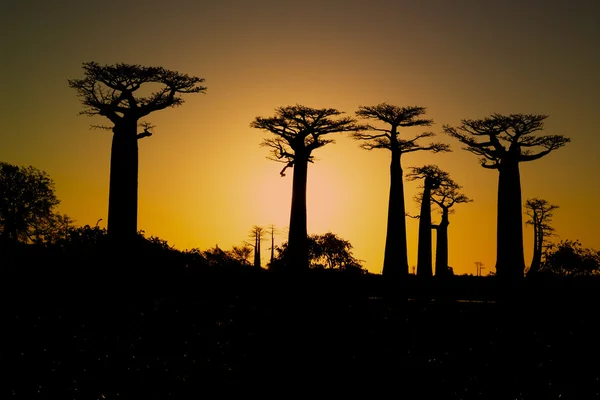 Sonnenuntergang und Baobabs Bäume — Stockfoto