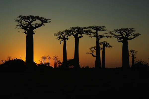 Sunset and baobabs trees — Stock Photo, Image