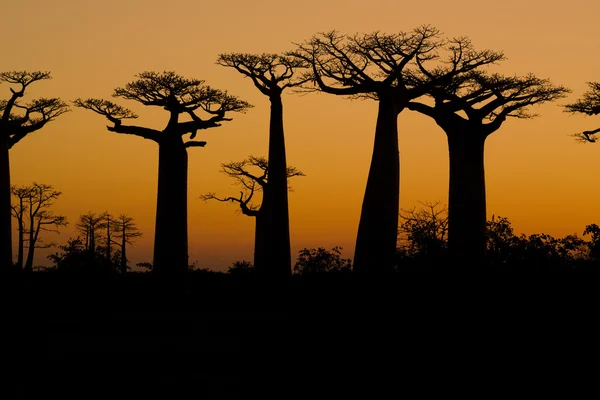 Západ slunce a baobabs stromy — Stock fotografie