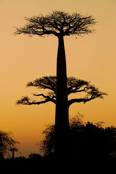 Sunset and baobabs trees — Stock Photo, Image