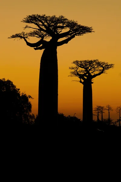 Západ slunce a baobabs stromy — Stock fotografie