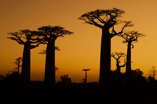 Sonnenuntergang und Baobabs Bäume — Stockfoto