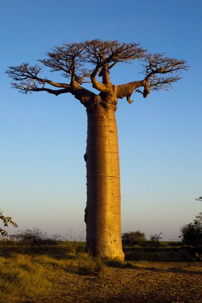 Träd från Baobab Stockbild
