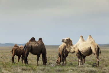 Camel grubu