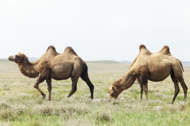 Camel grubu