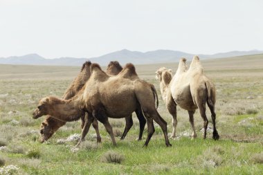 Camel grubu