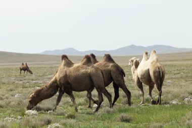 Camel grubu