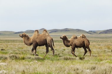 Camel grubu