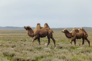 Camel grubu