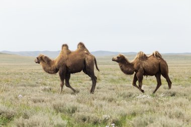 Camel grubu
