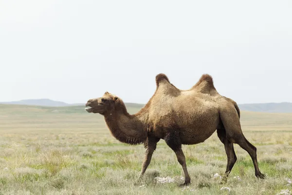 Camelo no deserto taklamakan — Fotografia de Stock