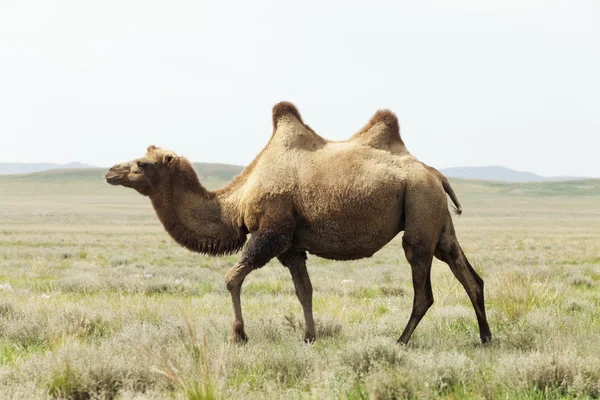 Camel in the taklamakan desert — Stock Photo, Image