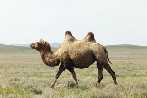 Καμήλα στην έρημο Τάκλα — Φωτογραφία Αρχείου