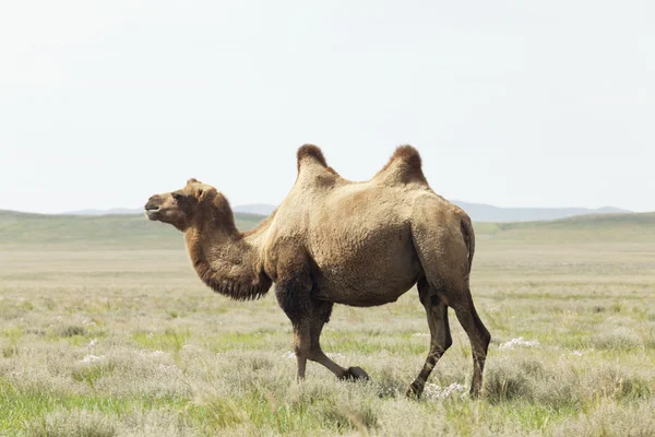 Wielbłąd na pustyni Takla — Zdjęcie stockowe