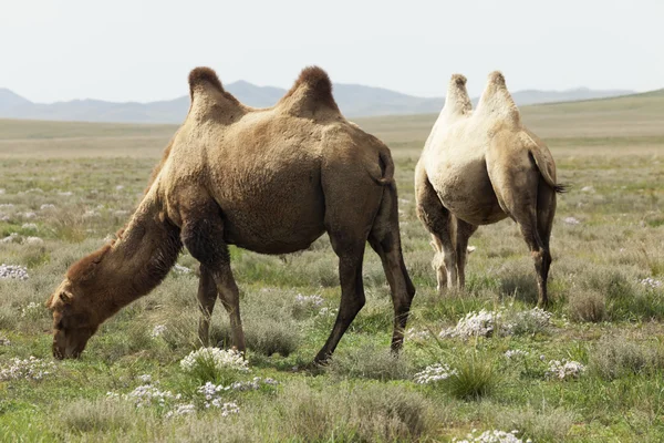 Група верблюдів — стокове фото