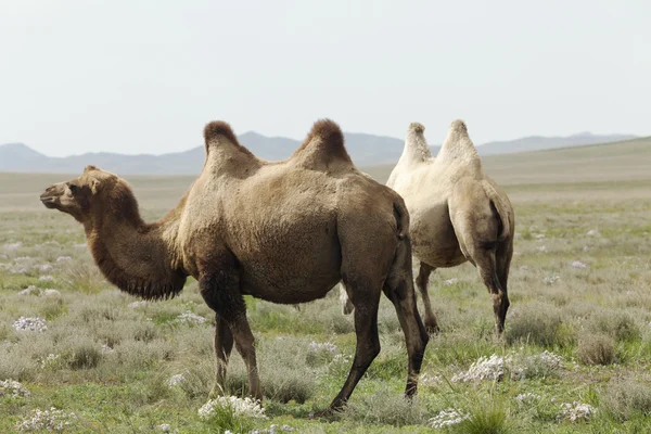 Група верблюдів — стокове фото