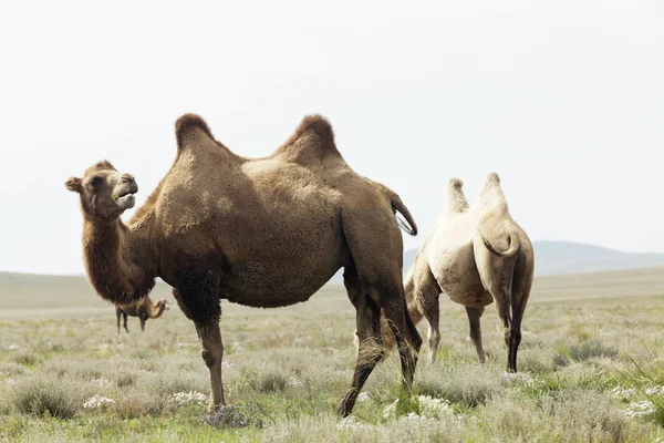 Groupe de chameaux — Photo