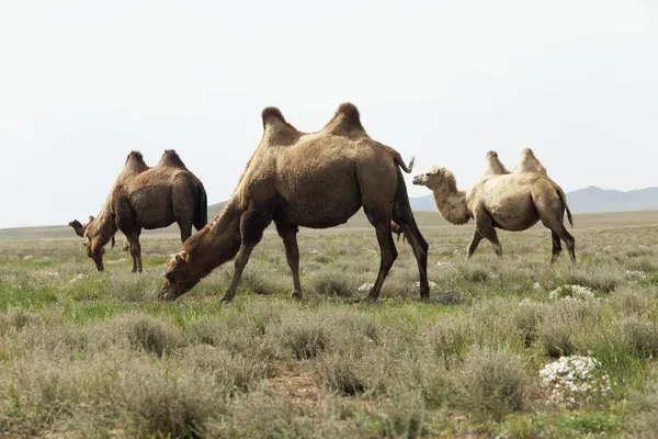 Grupo de camellos —  Fotos de Stock