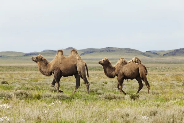 Grupper av kameler – stockfoto
