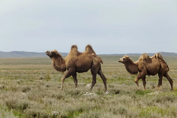 Grupa wielbłądów — Zdjęcie stockowe