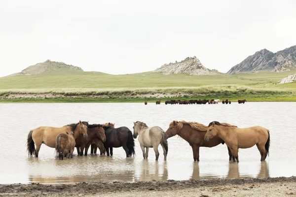 Stado koni na pastwiskach — Zdjęcie stockowe