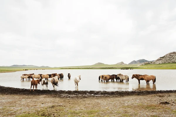 Stado koni na pastwiskach — Zdjęcie stockowe