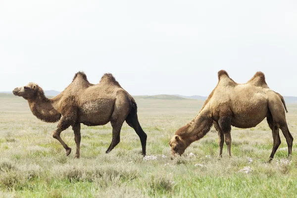 Groep van kamelen Stockfoto