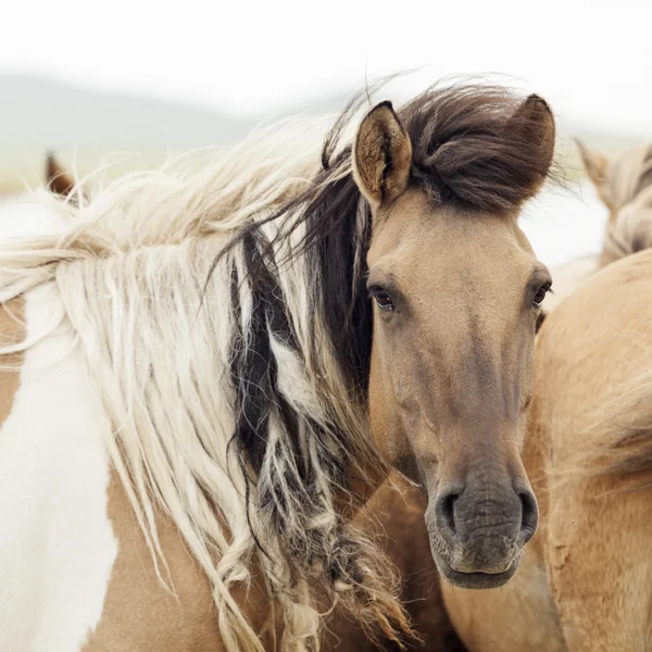 Paard beslag op de Wei Stockfoto