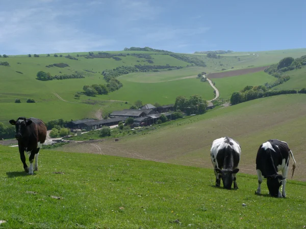 Сцена фермы в долине Уз — стоковое фото