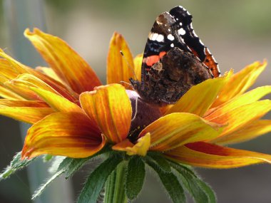 rudbekia çiçek bir kelebeği