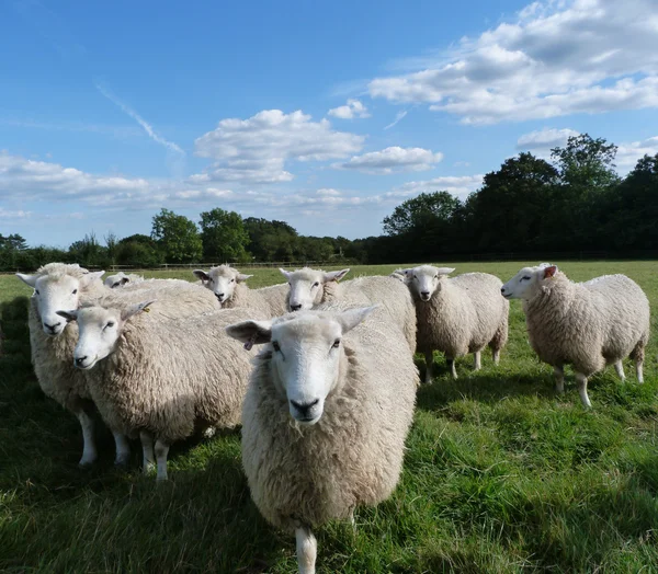 罗姆尼羊 — 图库照片