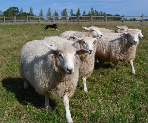 Romney Ewes with Bordercollie — Stock Photo, Image