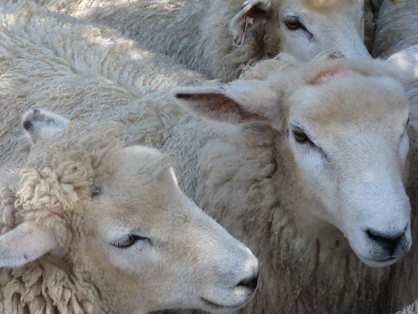 Ромні овець у перо — стокове фото
