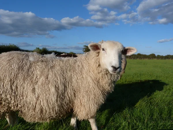 Romney ewe — Stok fotoğraf