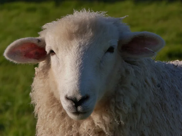 Genç romney ewe yüzü — Stok fotoğraf