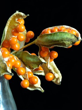 tohum pods iris foetidissima veya kokuşmuş iris