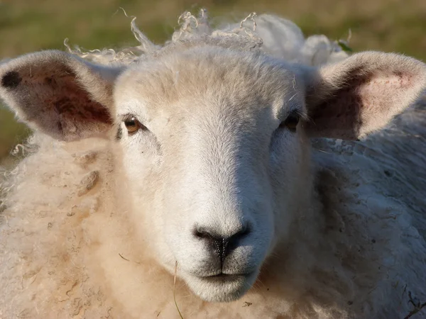 Genç romney ewe yüzü — Stok fotoğraf