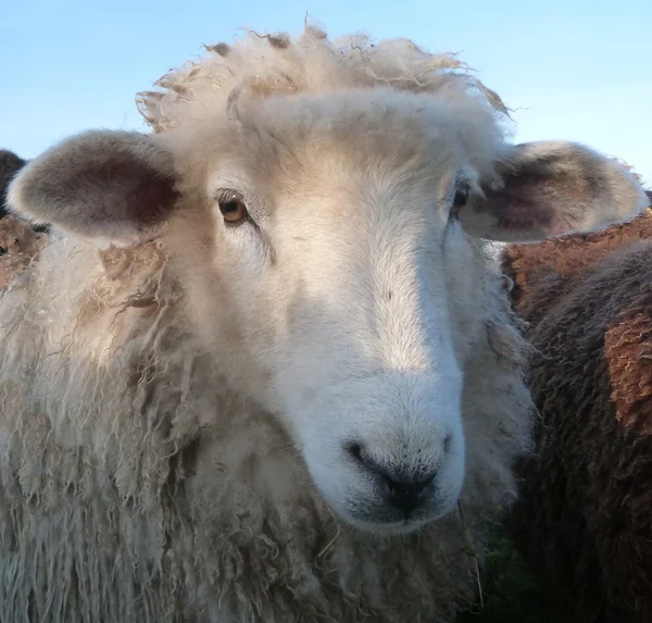 Rostro de una joven Romney Ewe — Foto de Stock