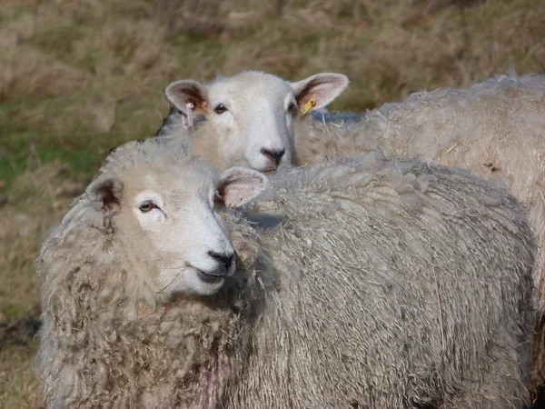 Romney Ewes sendo reunido — Fotografia de Stock