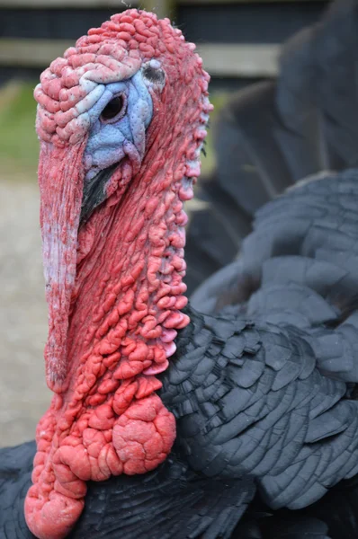 Face of an Old Very Wrinkled Ugly Turkey — Stock Photo, Image