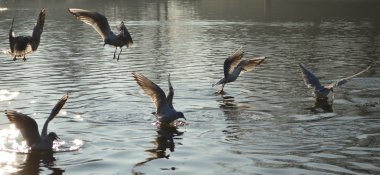 Kış tüyleri, Siyah başlı martı
