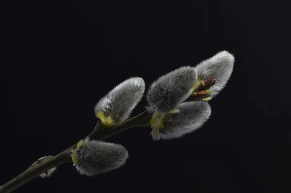 Goat willow against black Background — Stock Photo, Image