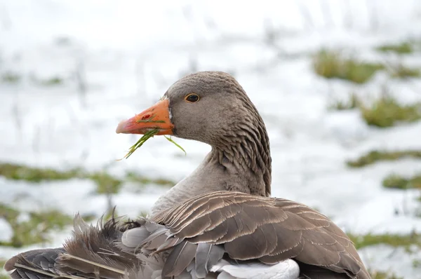 Old greylag Goose — Stock Photo, Image