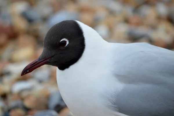 A Blackheaded Gull — Stock Photo, Image