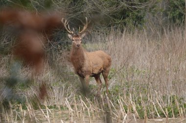 vahşi Kızıl geyik geyik