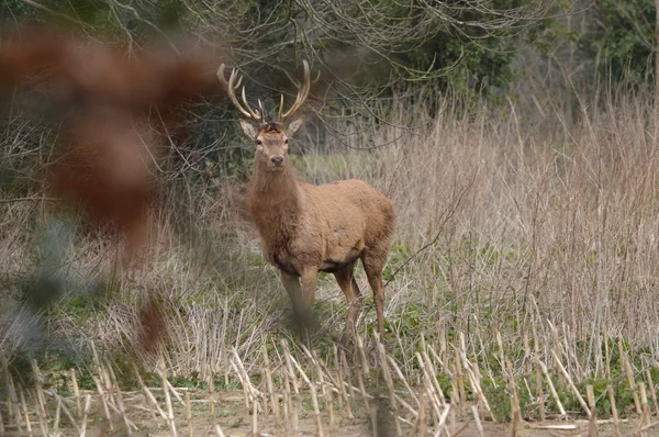 vahşi Kızıl geyik geyik