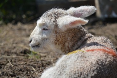 büyük kulakları ile genç romney kuzu